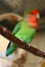 400px-Agapornis_roseicollis_-Peach-faced_Lovebird_pet_on_perch