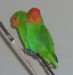 Agapornis_pullarius